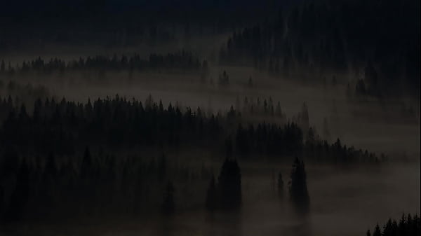 Morning Wood Crypto Powers All To The Largest Moonshot Known To All of Mankind